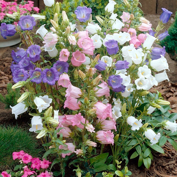 500 seeds CANTERBURY BELLS MIX colors Campanula organic + Gift