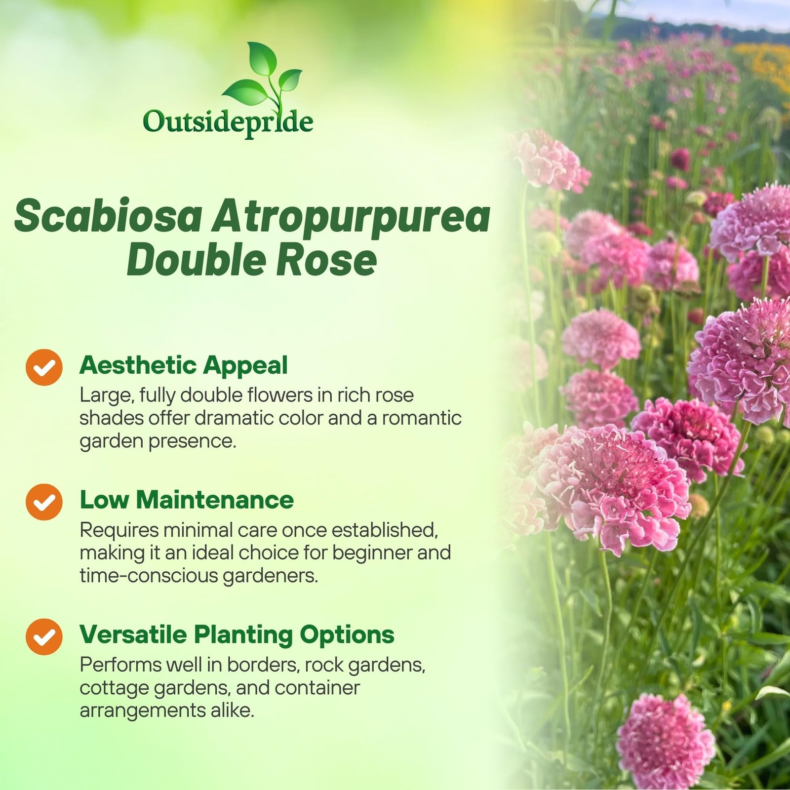 200 Seeds Scabiosa Rose Drought Tolerant Pincushion Garden Flower Plant Seeds