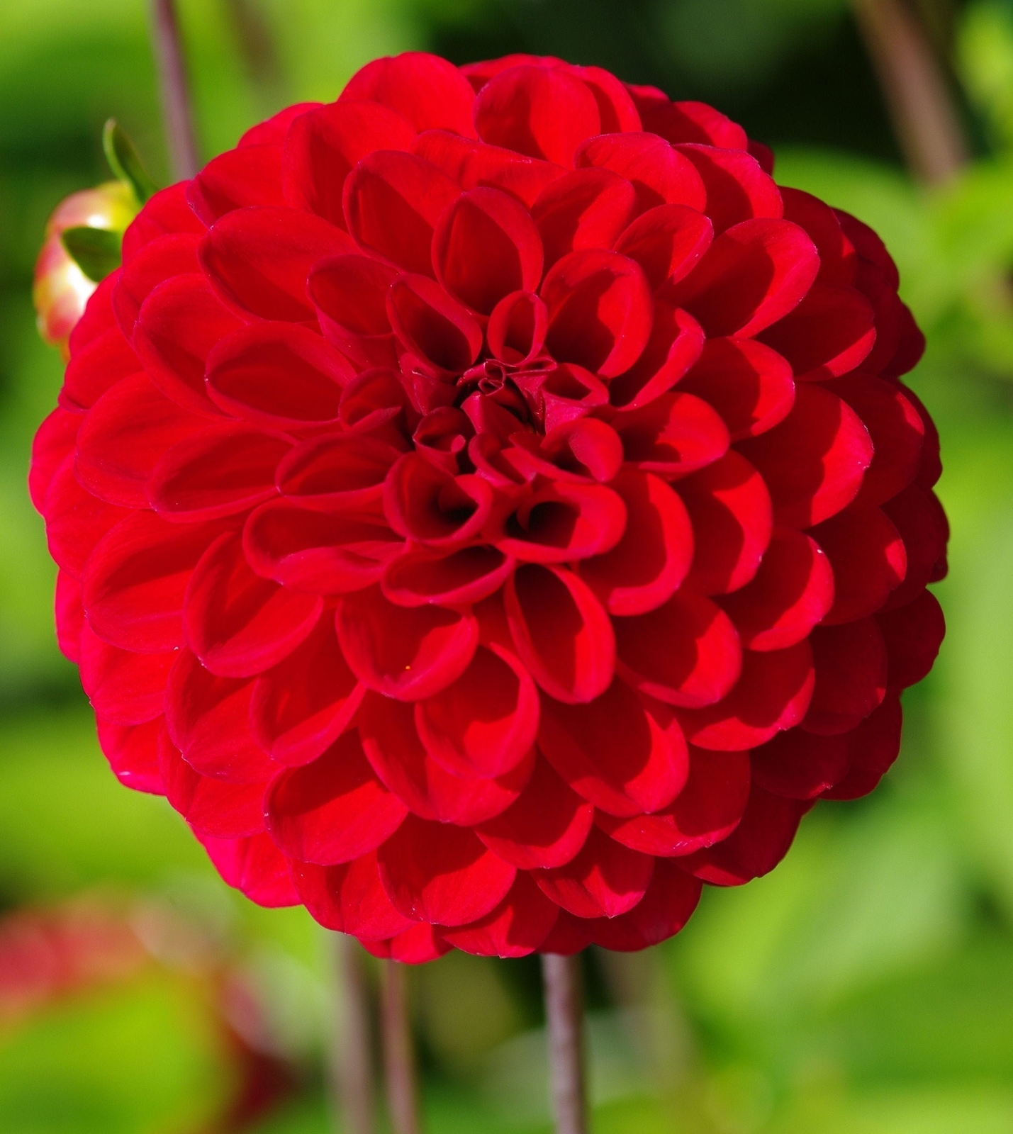 1 “Red Cap” Ball Dahlia – Top Size Bulb #1 – US Seller