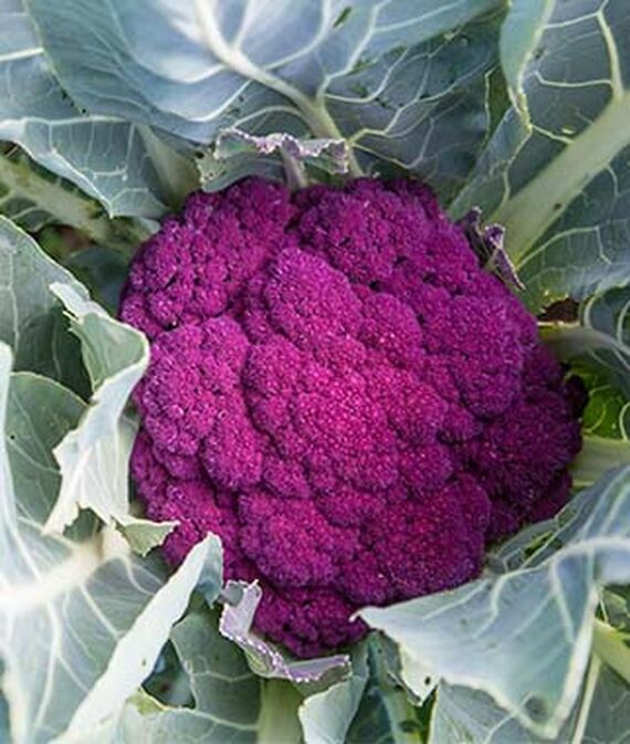 Cauliflower, De purple Cauliflower Seeds NON-GMO healthy fast grow seed ship 500