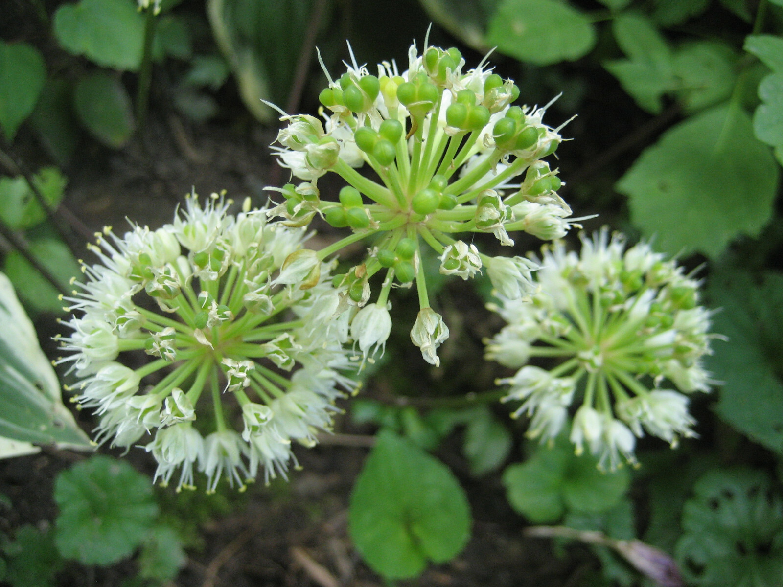 SUPER SALE 2023 RAMP SEEDS 11,200 SEEDS WILD LEEK 1/2 lb. ALLIUM TRICOCCUM