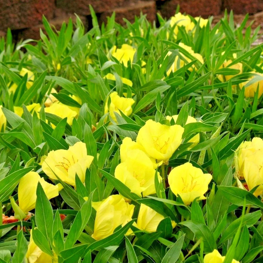 30 Missouri Primrose Seeds – Dwarf Yellow Perennial Wildflower for Rock Garden