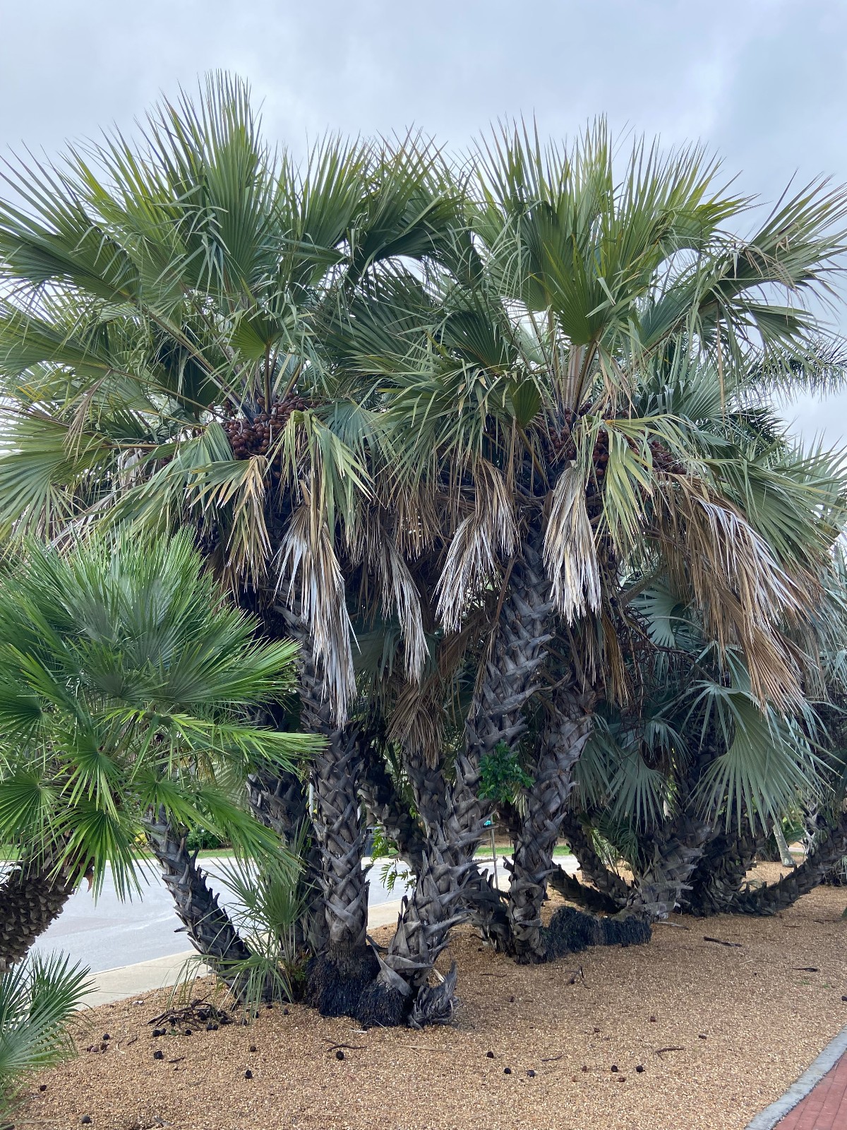 Hyphaene coriacea Seeds – Ilala Palm Seeds!