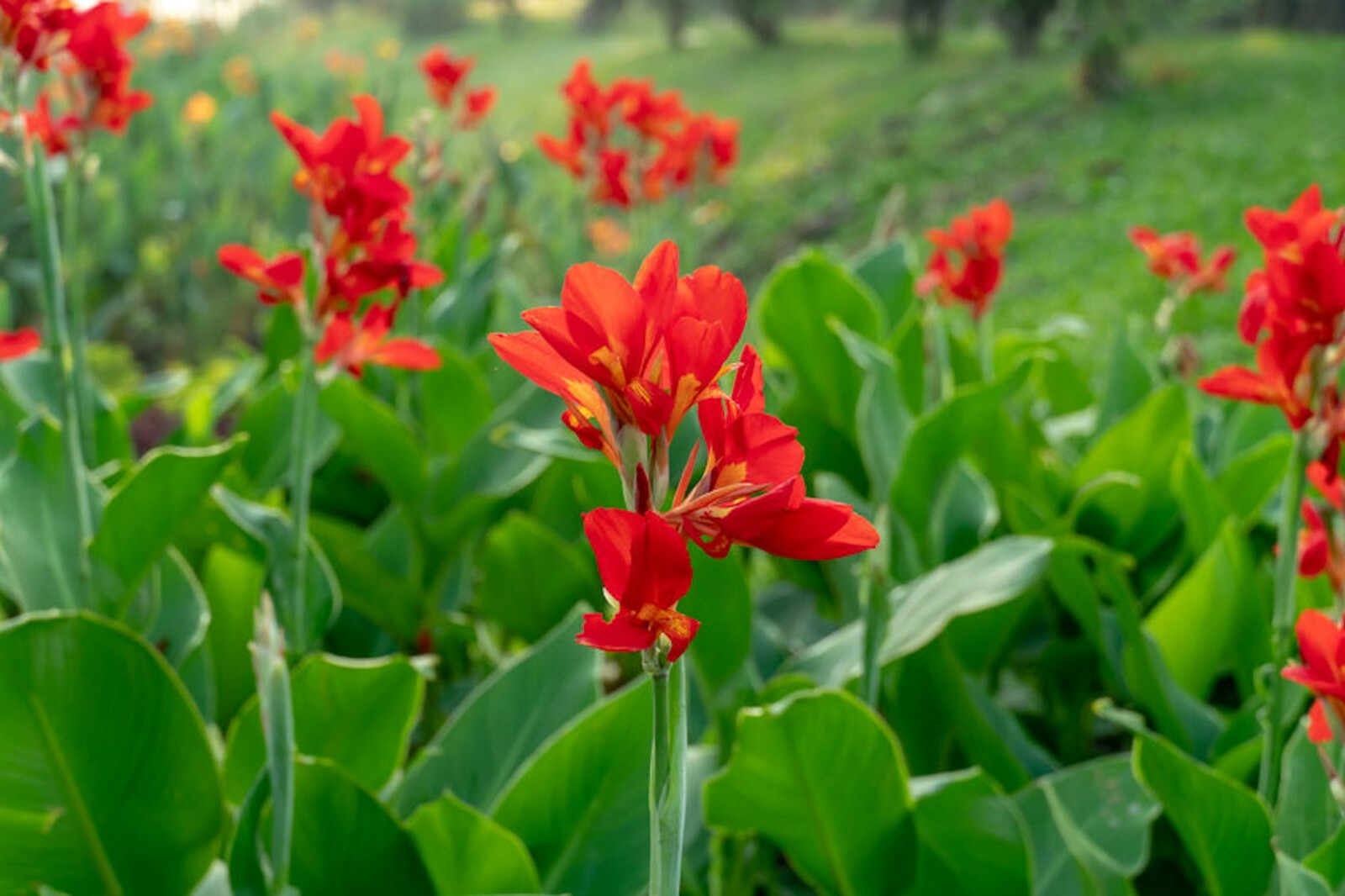 Tropical Seeds – Red Canna 10 Seed Pack