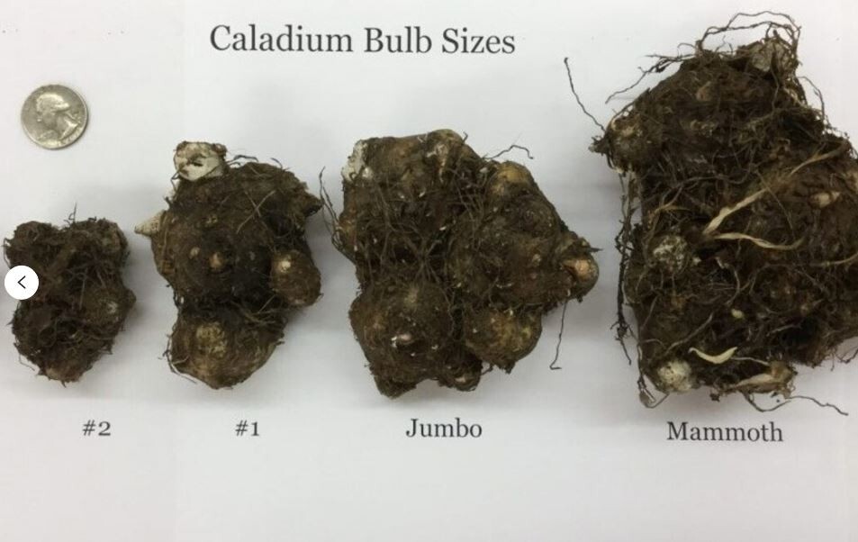 2ct. Caladium Pink Sky Bulbs