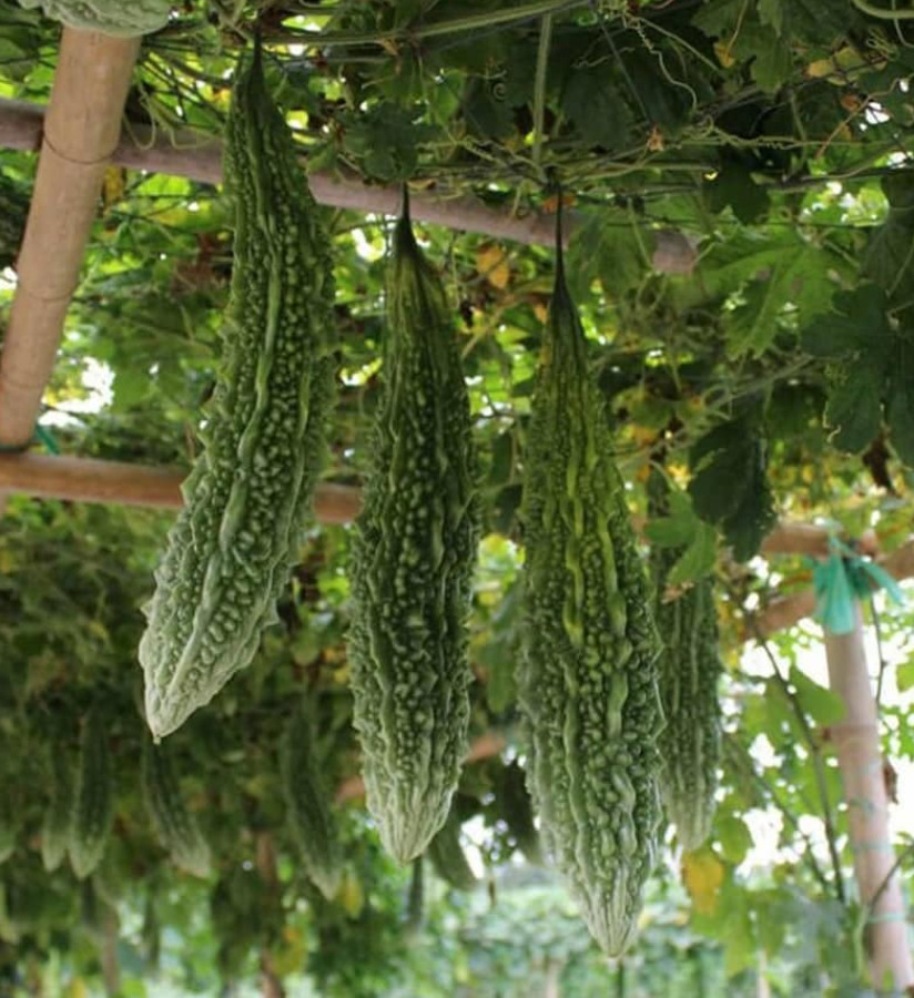 Hybrid Asian Bitter Gourd Seeds – Long Fruit Fat Type – 2g per Pack – Khổ Qua Mỡ