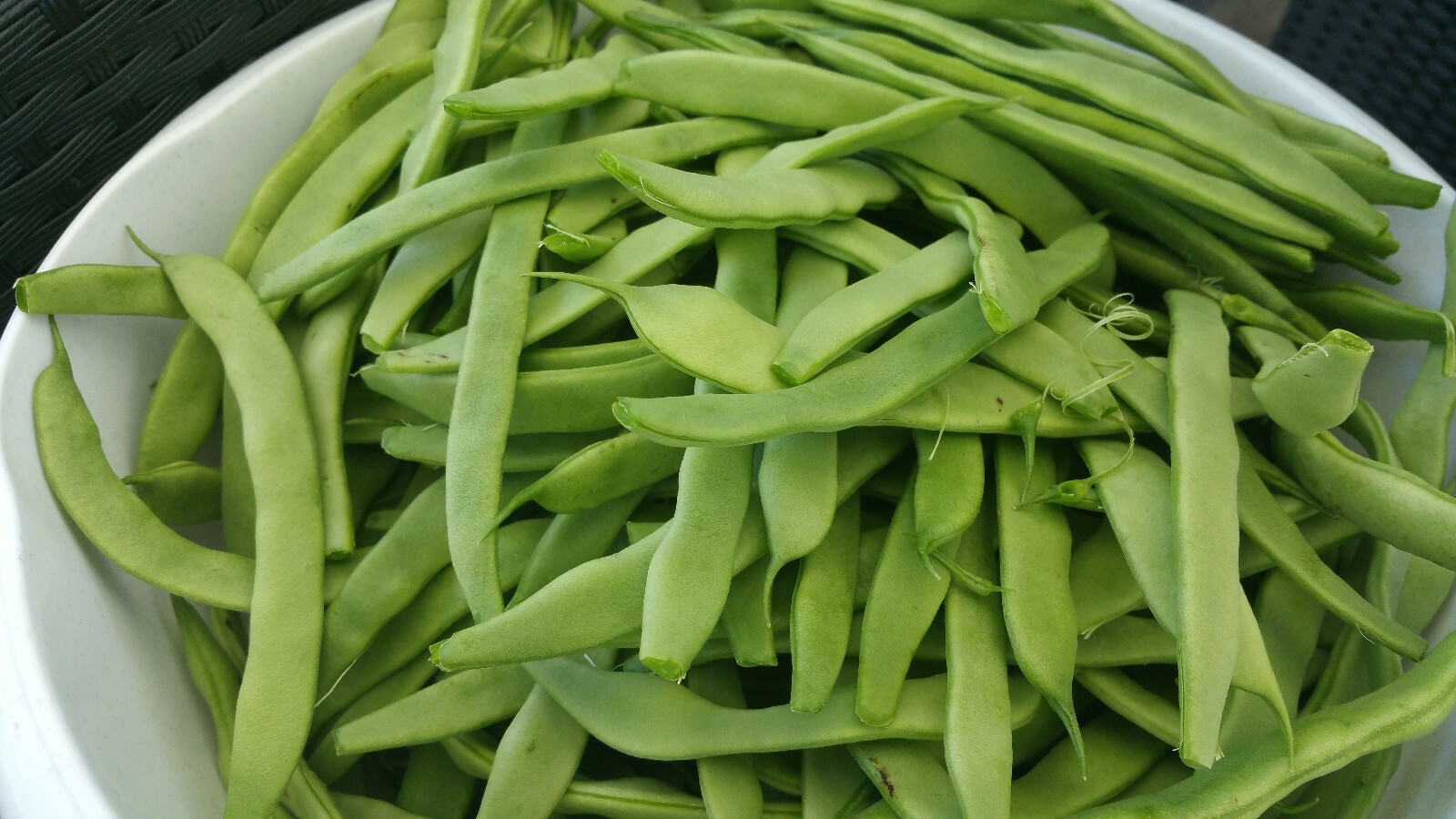 50 Seeds Roma II Bean -Garden Seed Pack -Exceptional flavor Heirloom