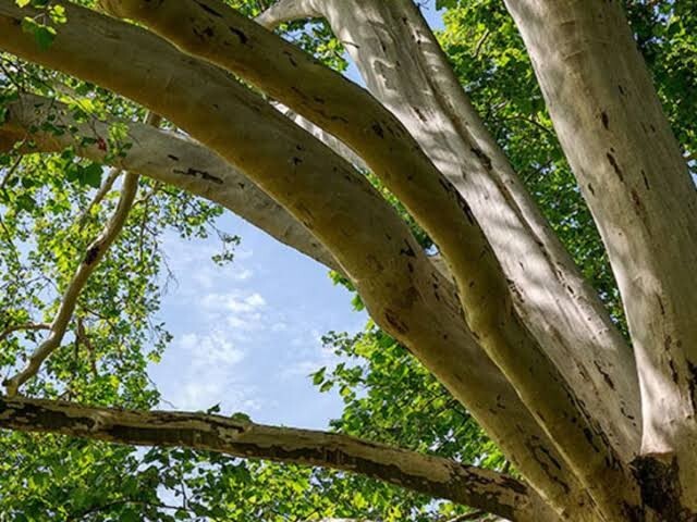 25+ seeds American Sycamore, shade tree, native, Platanus occidentalis