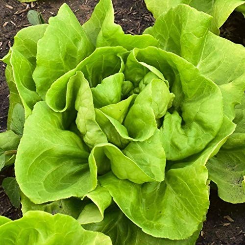 Buttercrunch Butterhead Lettuce Seeds, 1000 Heirloom Seeds Per Packet, (), Non