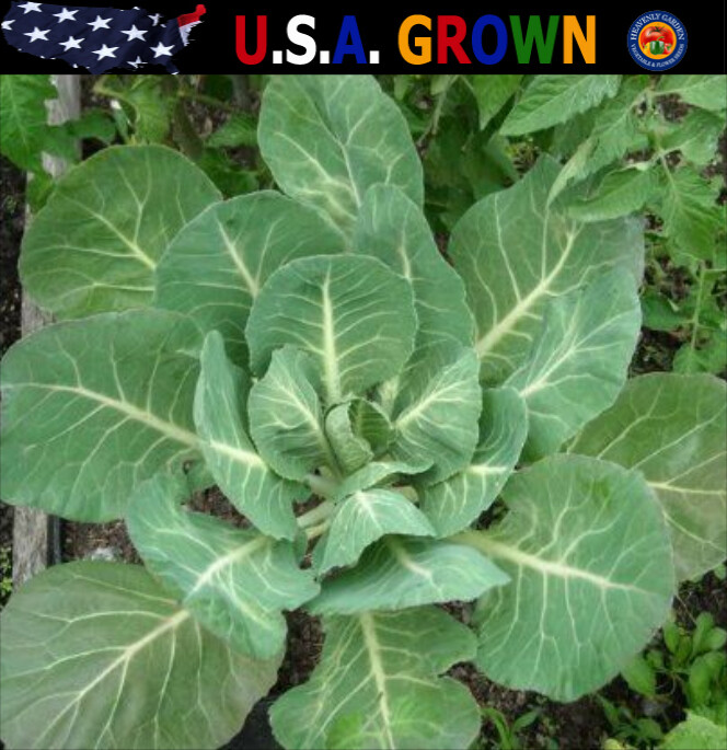 500 Georgia Southern COLLARD Seeds Heirloom – Non-GMO – Always Fresh Seeds!