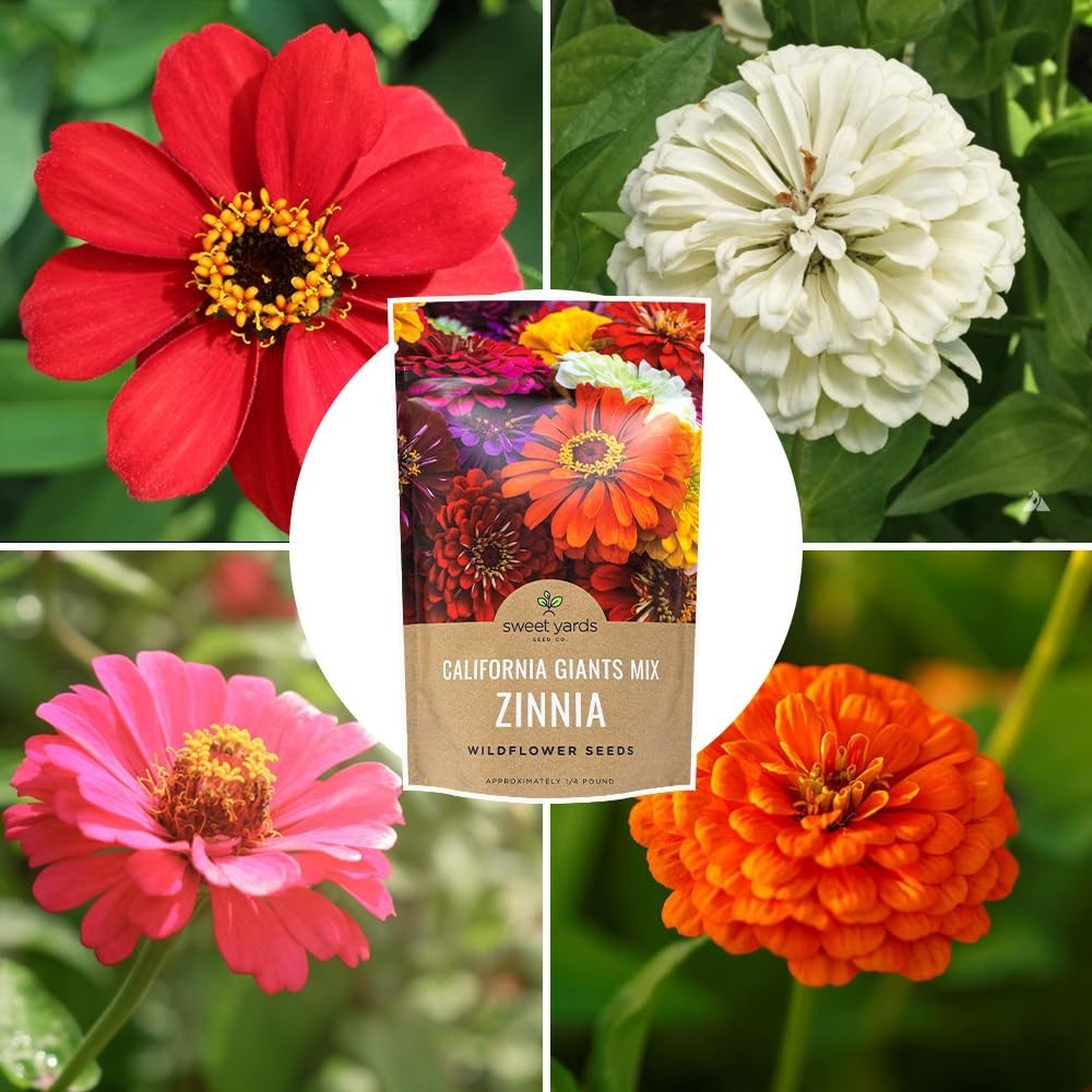 Bulk Zinnia Seeds – California Giants Mix – 1/4 lb Bag, 12,000+ Colorful Flower