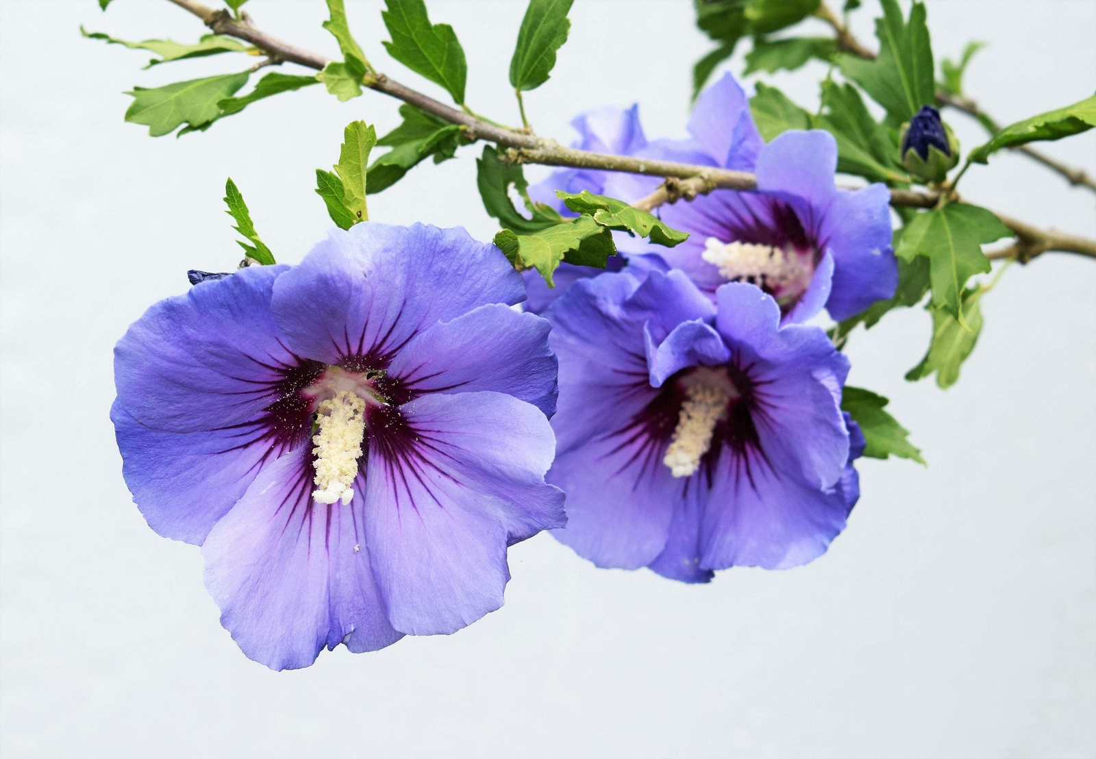 25 Purple ROSE Of SHARON HIBISCUS Syriacus Flower Tree Bush Seeds *Flat Shipping
