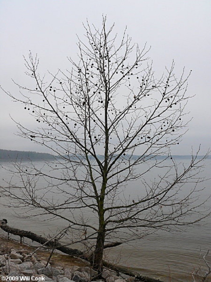 2-3 ft tall American Sycamore Tree – Platanus occidentalis 2 year old tree