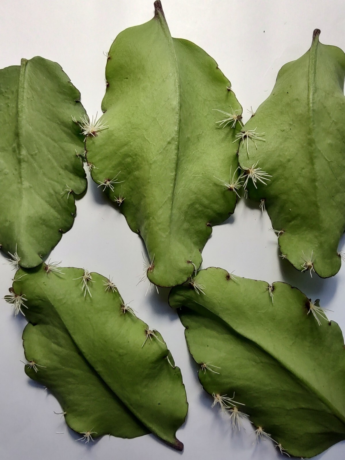 Kalanchoe Pinnata ~3ct Large Leaves ~Miracle Wonder Leaf ~Medicinal | Planting
