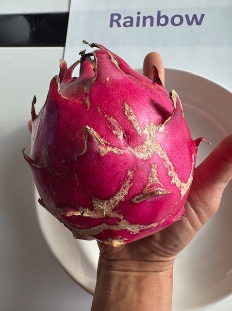 ULTRA RARE Rainbow Dragon Fruit 12″ (1) flesh cutting