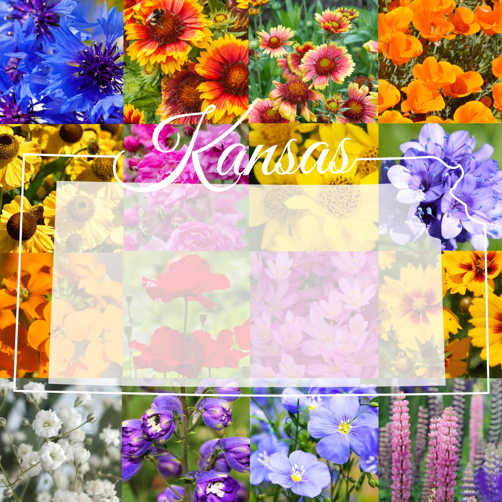 1/4 Pound Western Kansas Bulk Wildflower Seed Mix 1/4lb Covers 800sq-ft