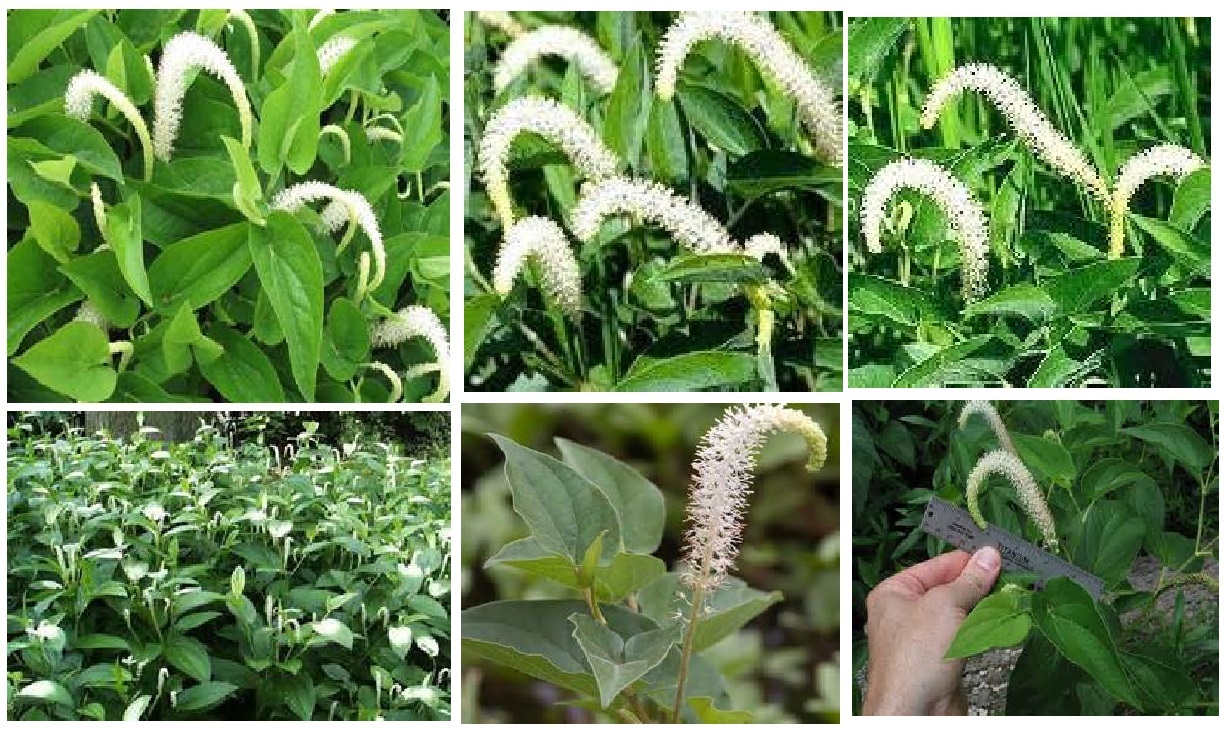 WHITE LIZARD’S TAIL Water/Land FLOWER WAY OVER 200 SEEDS USA Seller