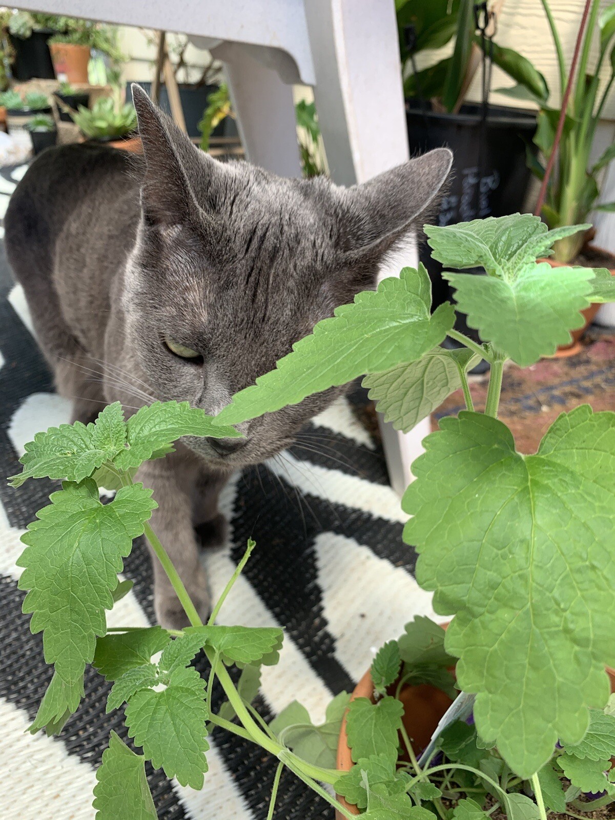 100 CATNIP Seeds CATSWORT Herb Medicinal Magic CATMINT NON GMO ORGANIC Garden