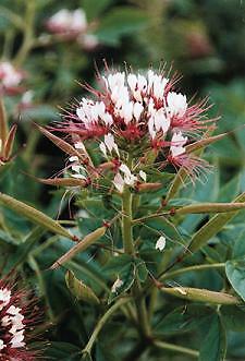 Cleome Solo 500 seeds