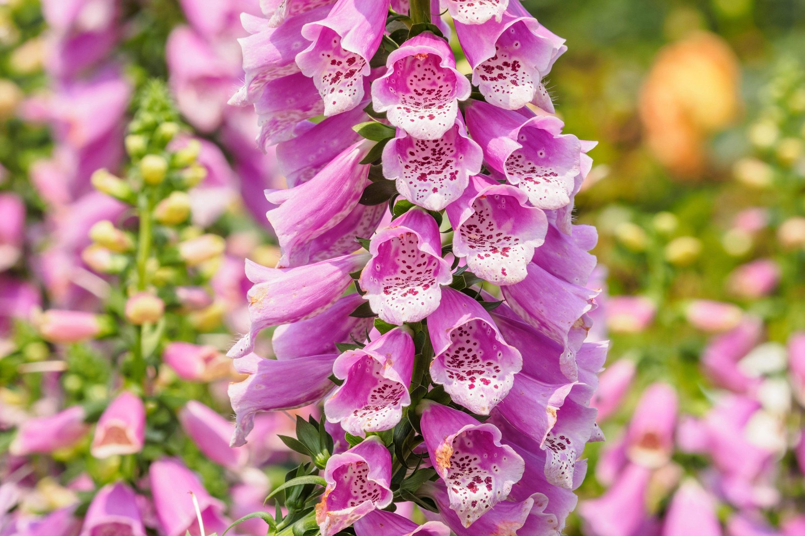 1000 FOXGLOVE EXCELSIOR MIX Digitalis Purpurea Flower Seeds *Flat S/H
