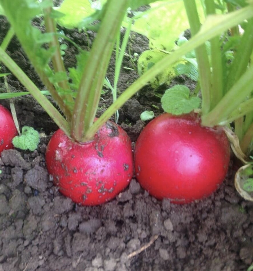 Champion Radish Seeds | Heirloom | Organic