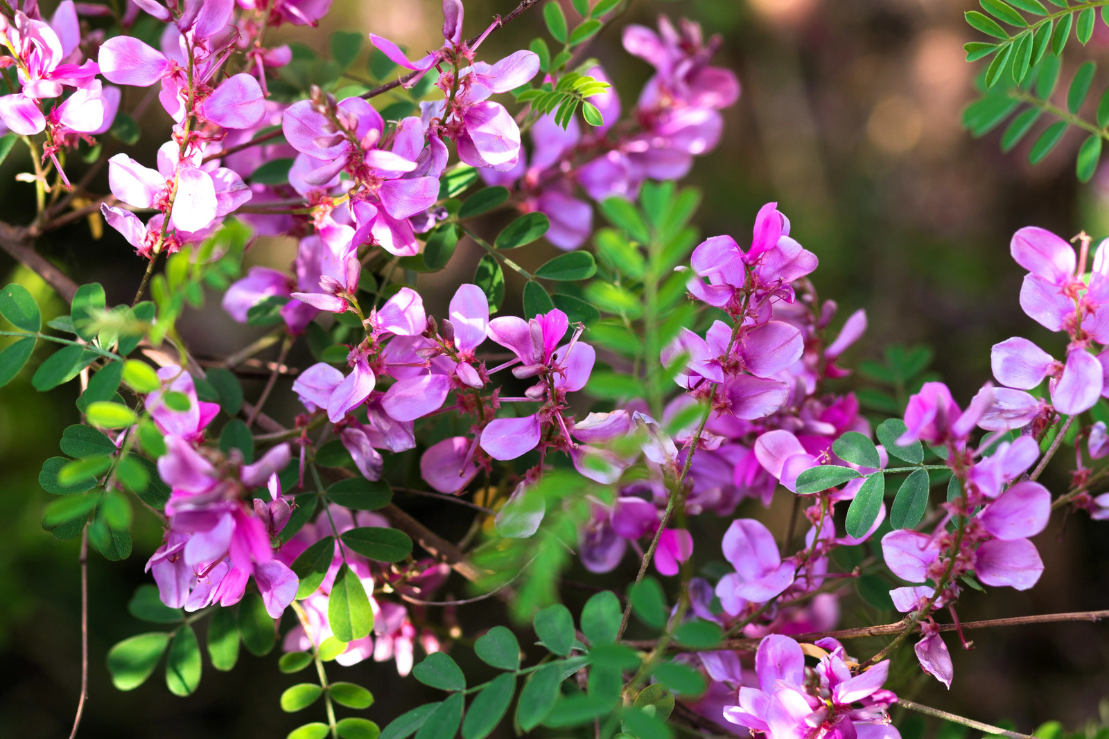 50 TRUE INDIGO Dye Indigo Indigofera Tinctoria Pink Purple Sub Shrub Flower Seed