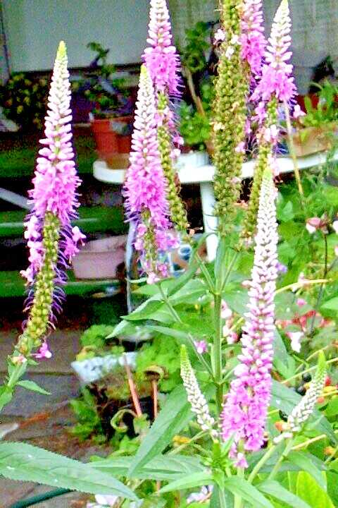 pink veronica longifolia, 160 seeds, LONG LEAF SPEEDWELL, HARDY *USA seller