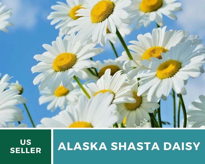Daisy, Alaska Shasta – 100 Seeds – Easy to Grow Perennial – GMO Free