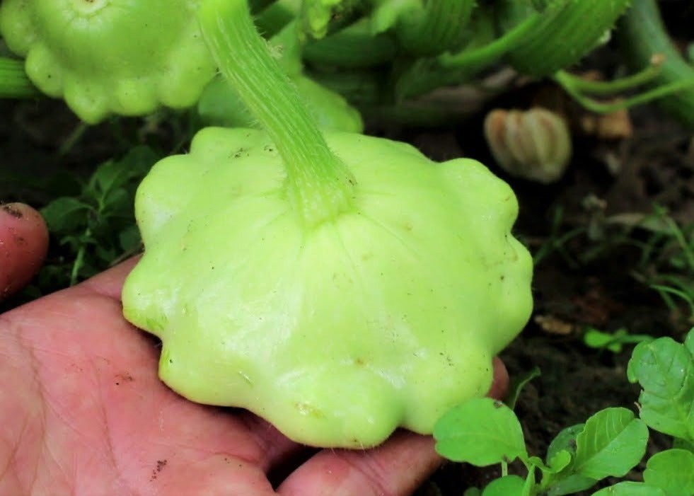 Benning’s Green Tint Patty Pan Seeds | Heirloom Bush Scallop Summer Squash 2024
