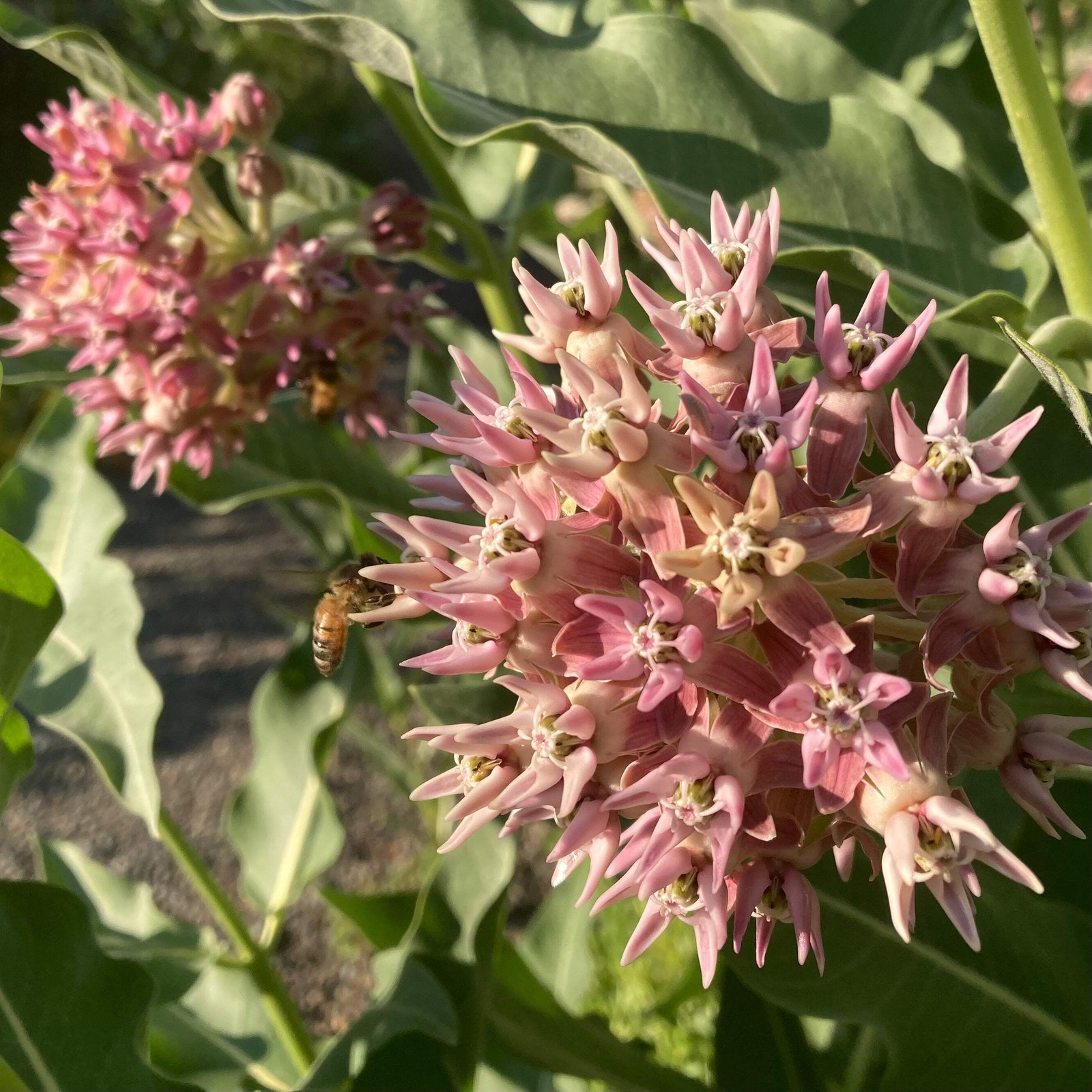 Showy Milkweed Seeds (Asclepias speciosa) ~Native Wildflower Pollinator Garden