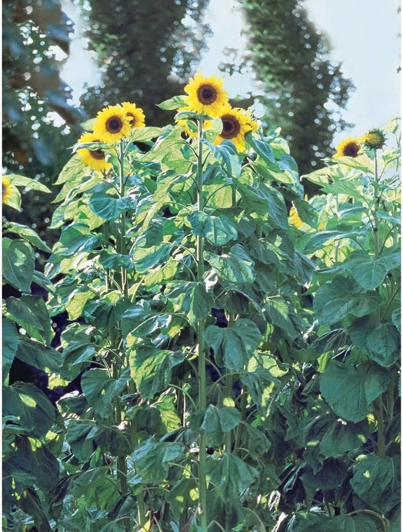20 American Giant Sunflower Seeds. Organic. USA Seeds. Ships free
