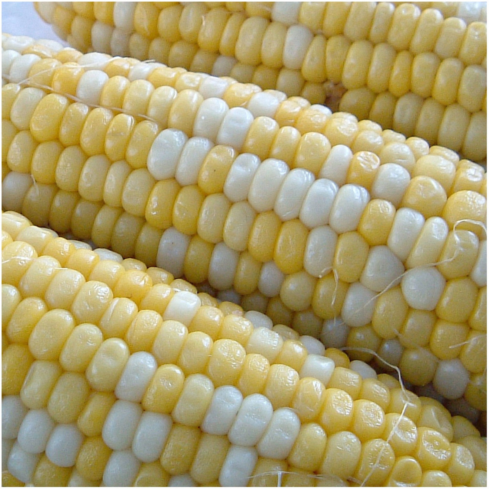 Seed Needs Peaches and Cream Sweet Corn Seeds | 230+ Non Golden,Yellow