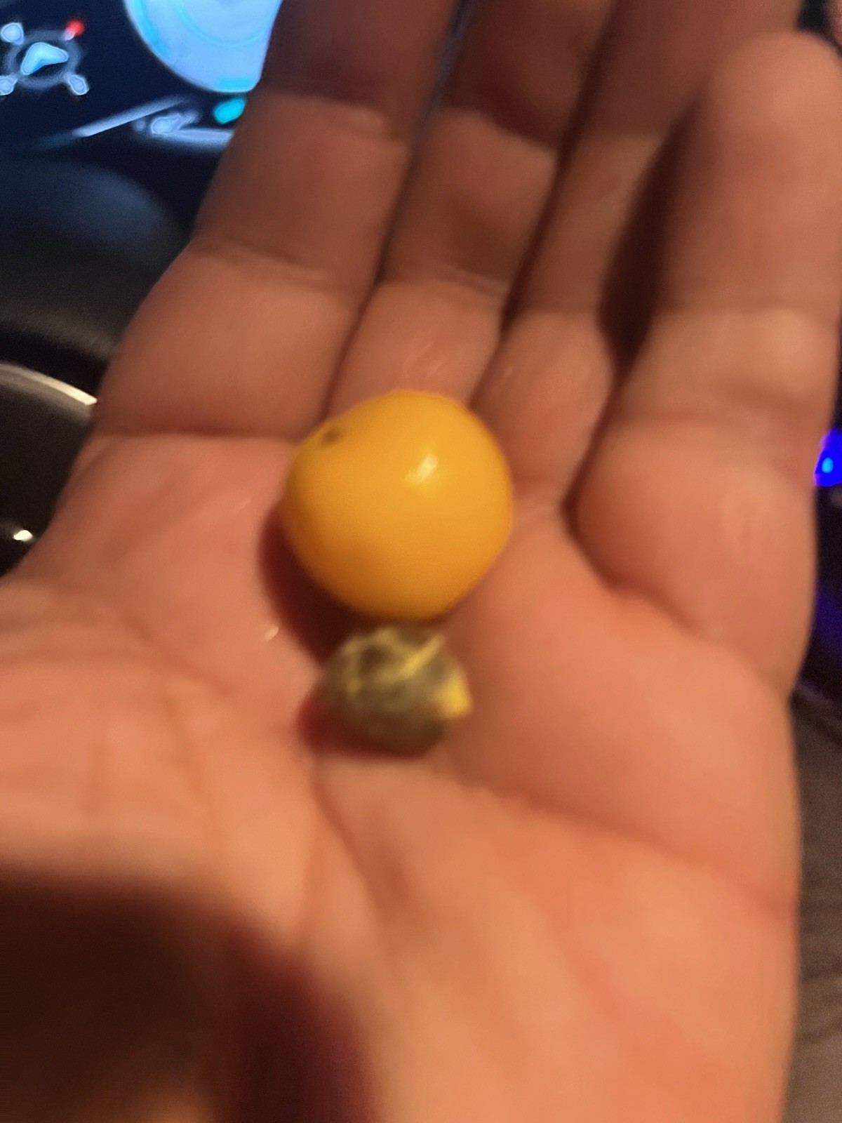 250+ Giant Poha Berry Seeds | Physalis Peruviana Golden Ground Cherry