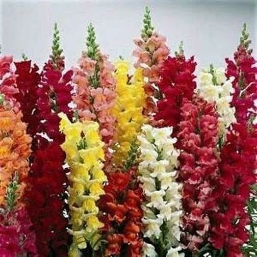 Tall Rocket Snapdragon Seeds Comb.S/H -100 Seeds Over 1000 seeds in our store!