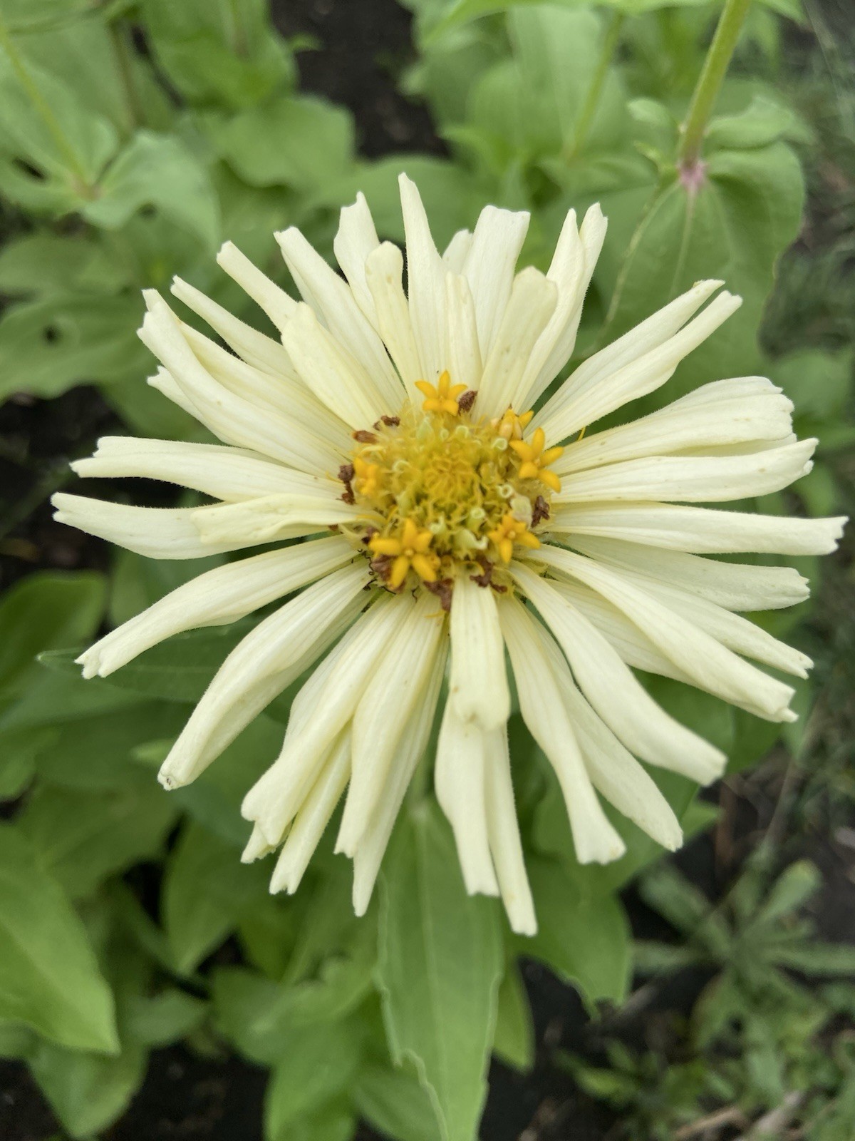 CACTUS ZINNIA – 30 Fresh Seeds – Mixed Colors – GORGEOUS Blooms!! FREE Shipping