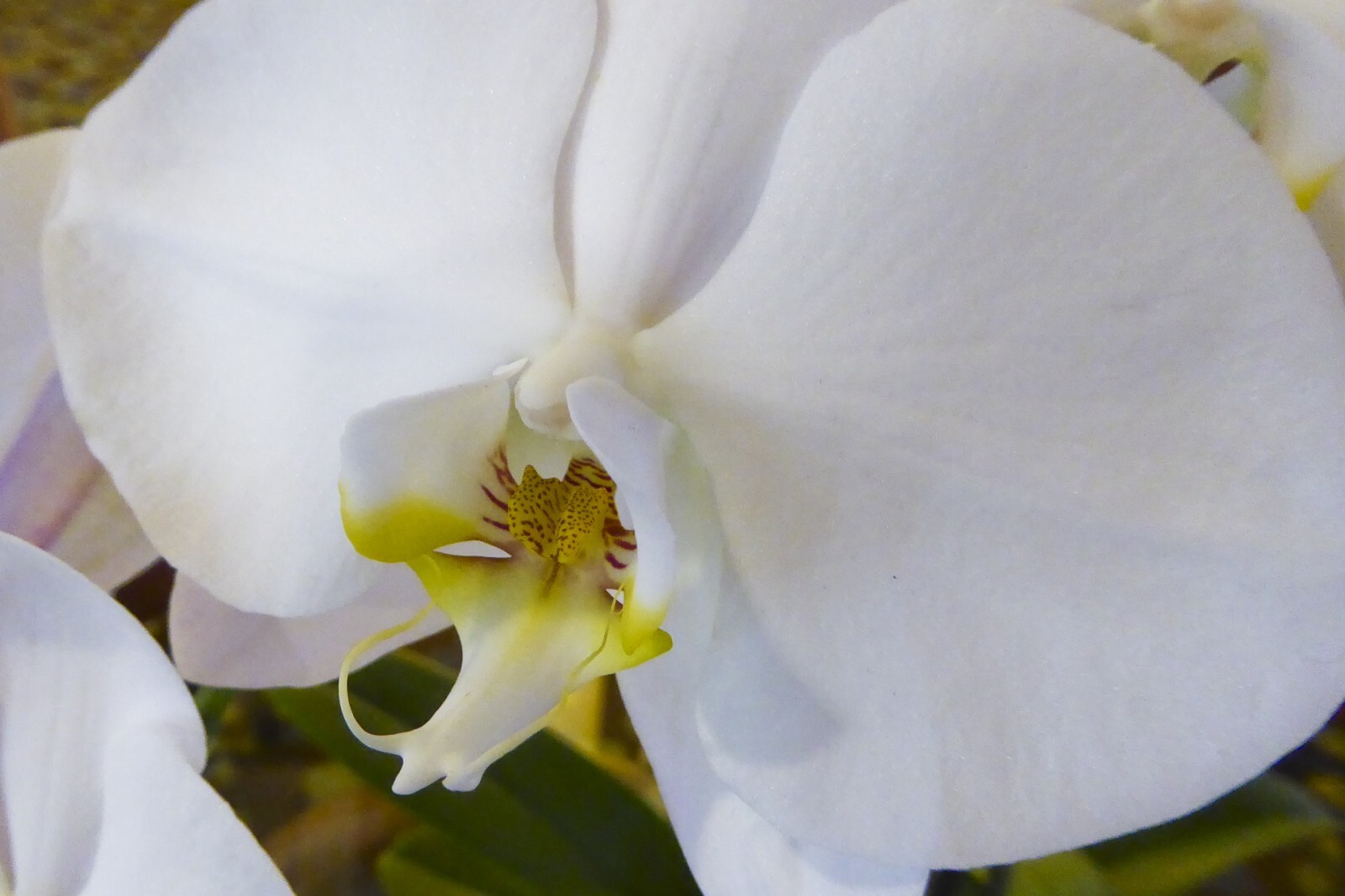 Phelaenopsis Orchid Seeds