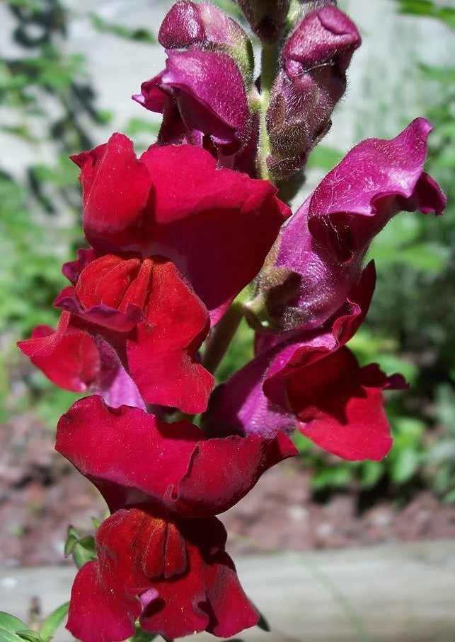 Snapdragon Ruby *100 Seeds – 36″ Tall! – Dark Red Blooms – Antirrhinum majus