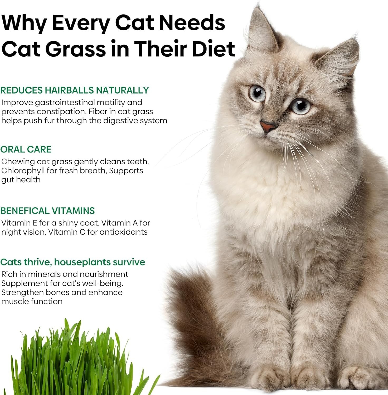 Non-GMO Cat Grass Seeds, 4 Oz – Wheat & Oat Mix for Indoor Outdoor Cats