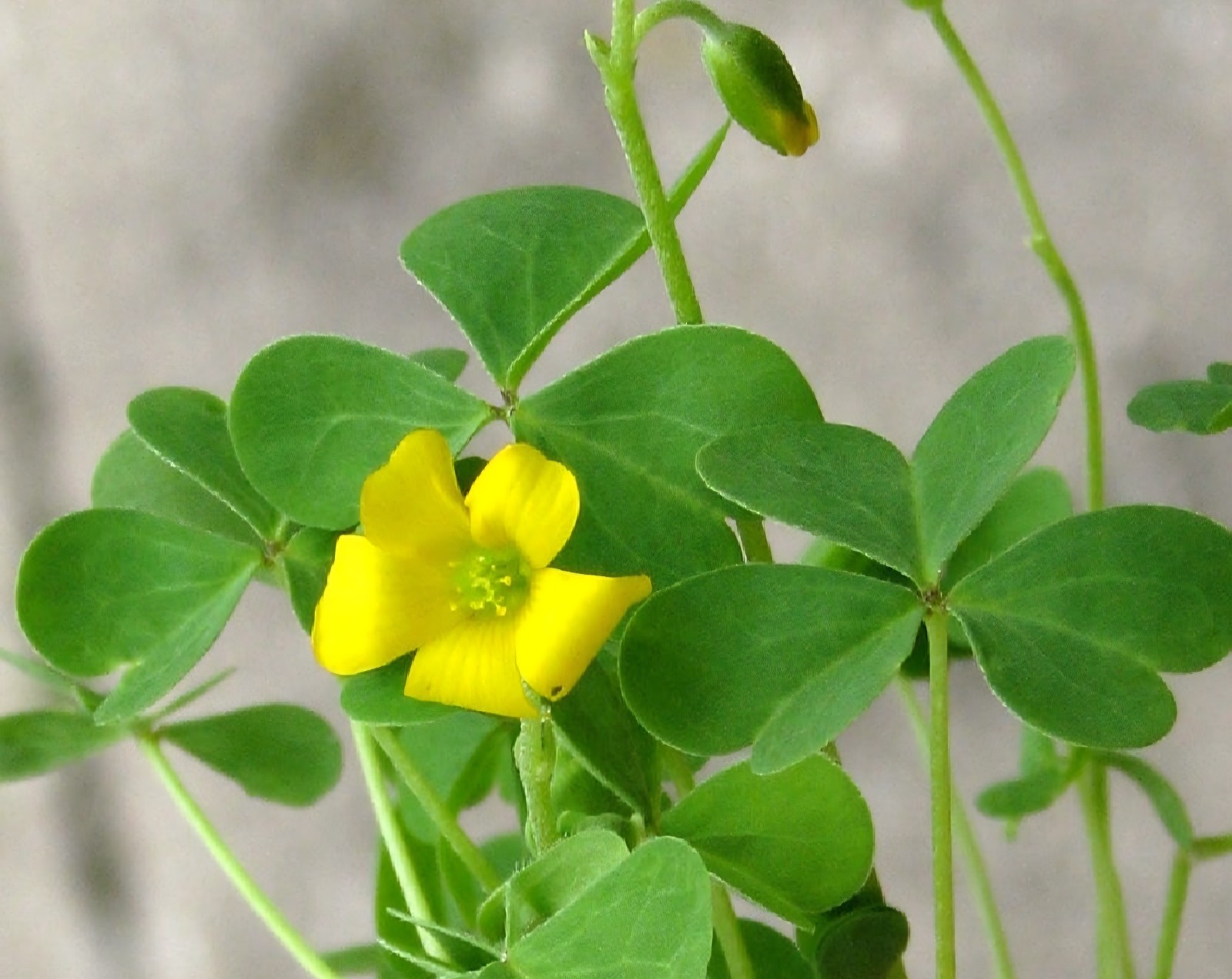 Common Yellow Wood Sorrel, Oxalis (Oxalis stricta) SEEDS