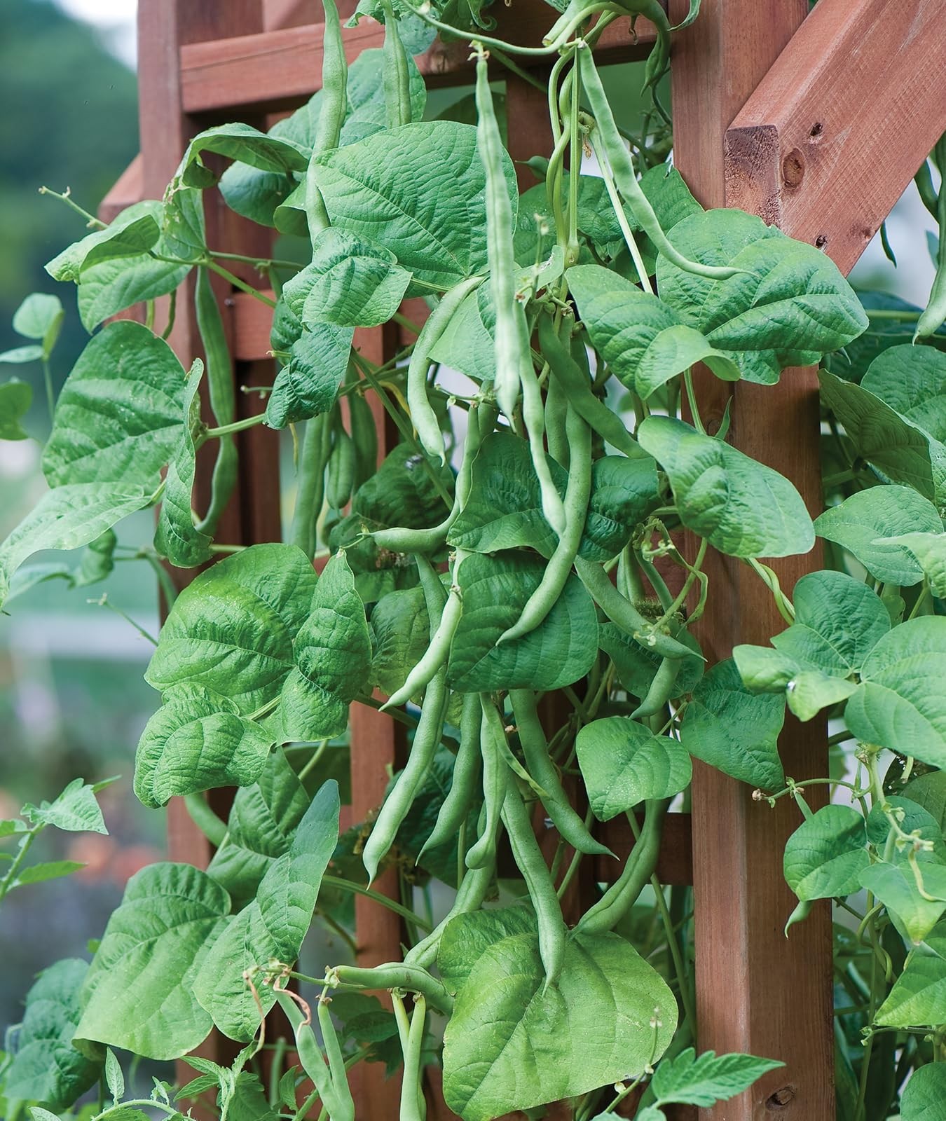 Burpee Kentucky Blue Pole Bean Seeds 8 ounces of seed 8 oz,
