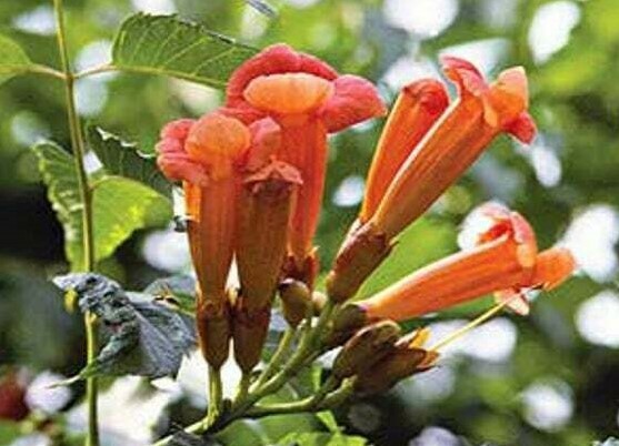 100 Orange Hummingbird Trumpet Vine Campsis Radicans attracts HUMMINGBIRDS +gift