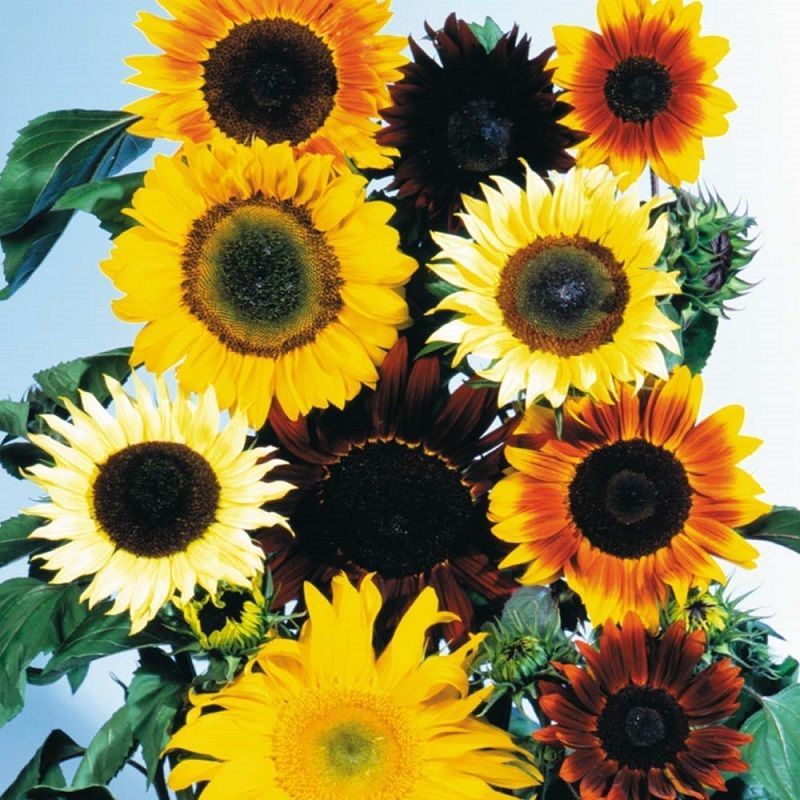BIN#2R8D2 Sunflower Seeds Mix 300 Or 1,000 Seeds