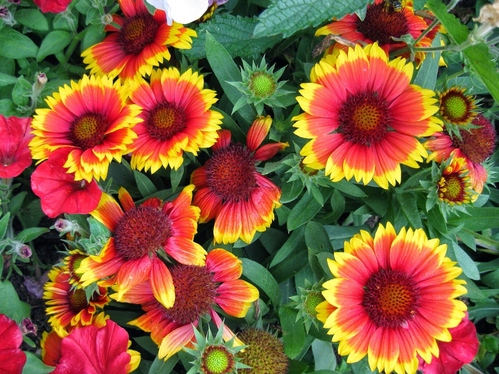 25+ INDIAN BLANKET FLOWER SEEDS — Perennial ——————-RARE
