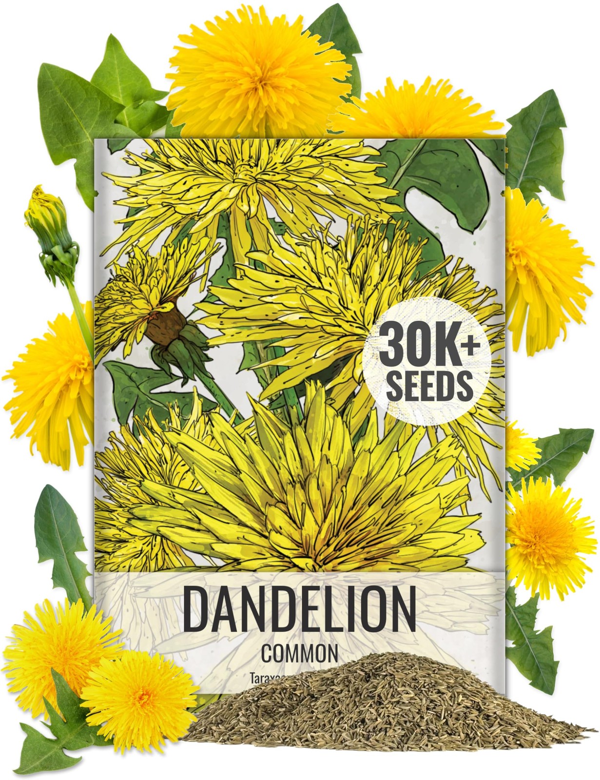 Dandelion Seeds Bulk Herb Garden Planting Taraxacum Officinale 30000 Plus