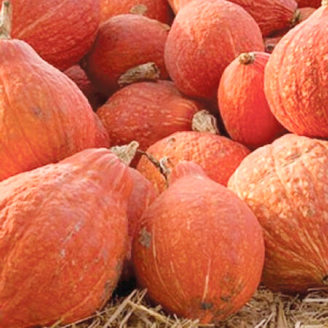 10 Golden Hubbard Squash Seeds | Non-GMO | Heirloom |