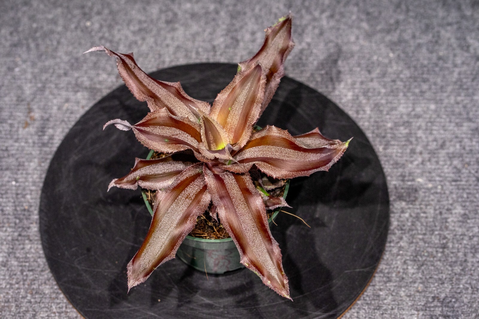 Cryptanthus Menescal 4″ pot – Live Plant