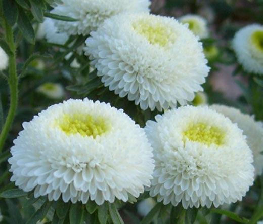 ASTER POMPON WHITE Callistephus Chinensis – 100 Bulk Seeds