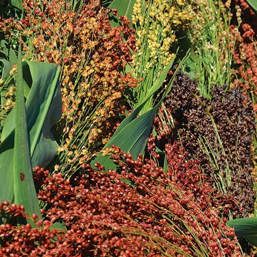 40 Broom Corn seeds