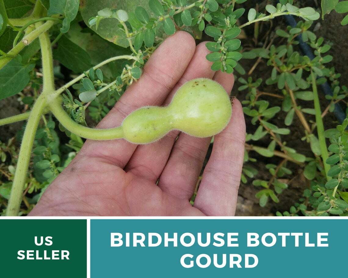 Gourd, Birdhouse Bottle – 15 Seeds – Ornamental – Heirloom – GMO Free