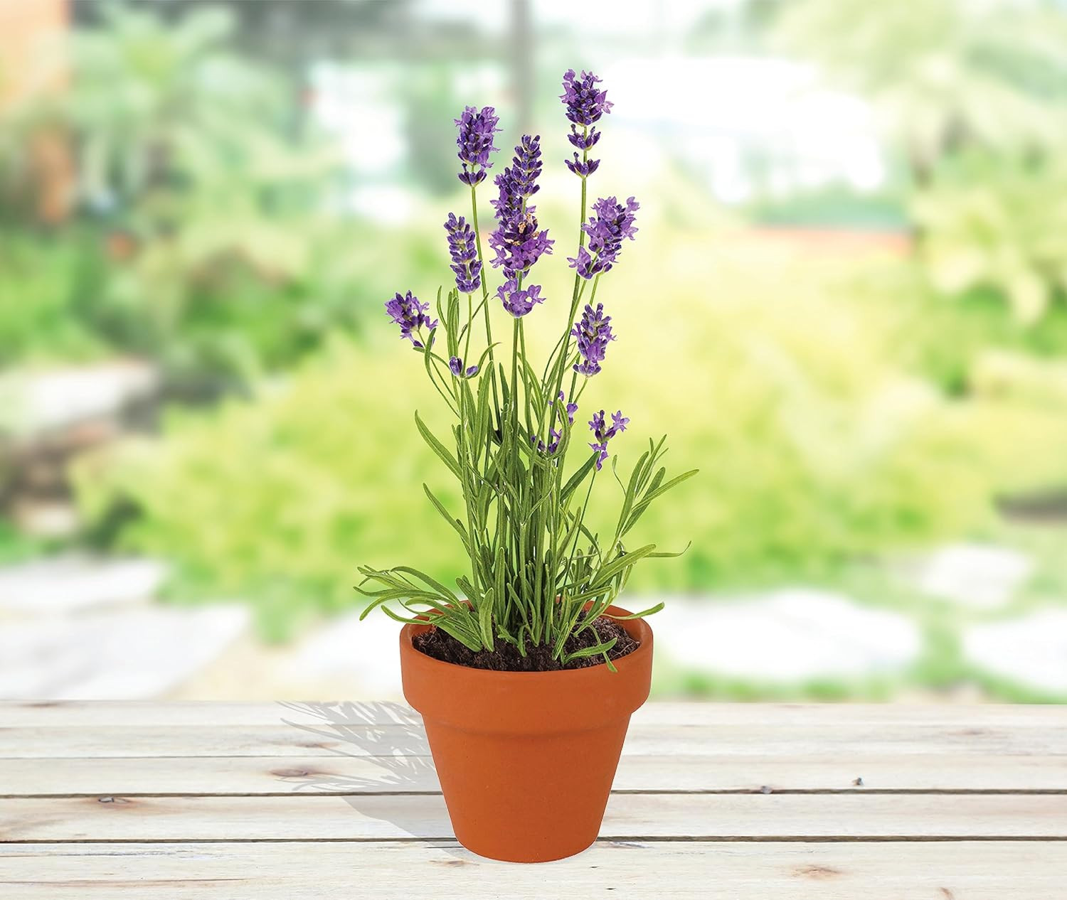 Seeds Terracotta Mini Grow Pots – Herb Flower Plant Starter Kit Assorted 20-Pack